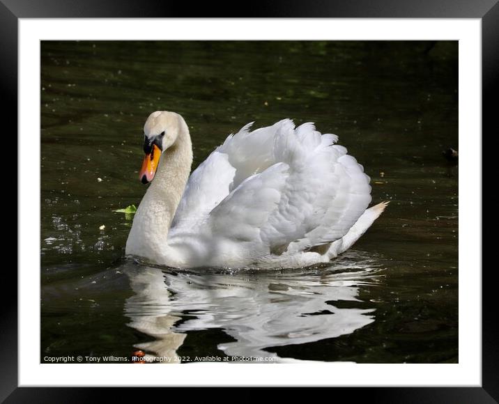 Elegant Swan Framed Mounted Print by Tony Williams. Photography email tony-williams53@sky.com