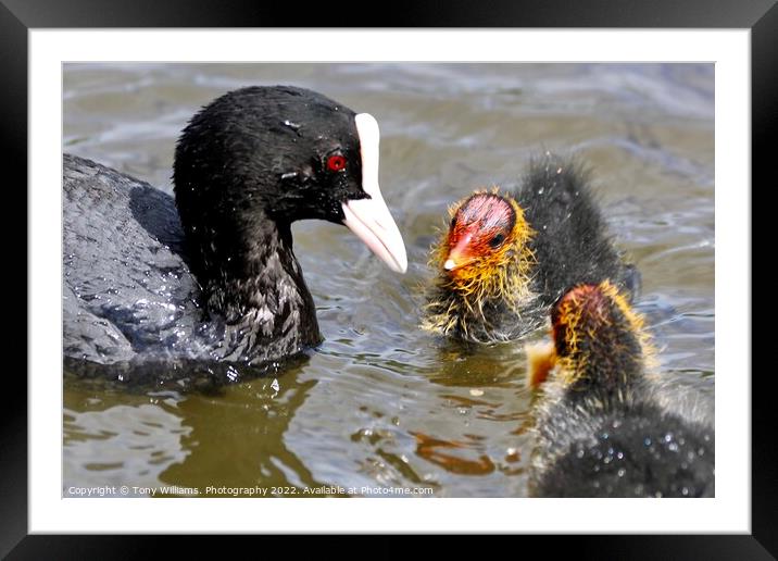 Mother and chicks Framed Mounted Print by Tony Williams. Photography email tony-williams53@sky.com