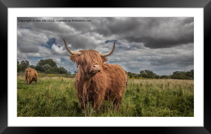 Regal Highland Beauty Framed Mounted Print by Ron Ella