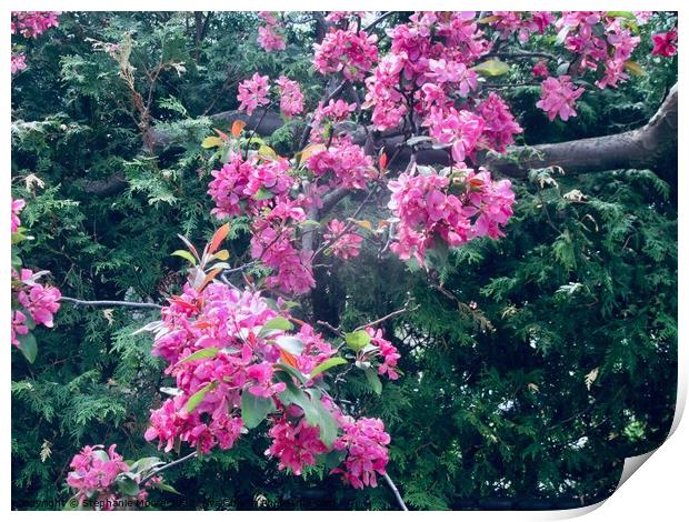 Pink Crabapple blossoms Print by Stephanie Moore