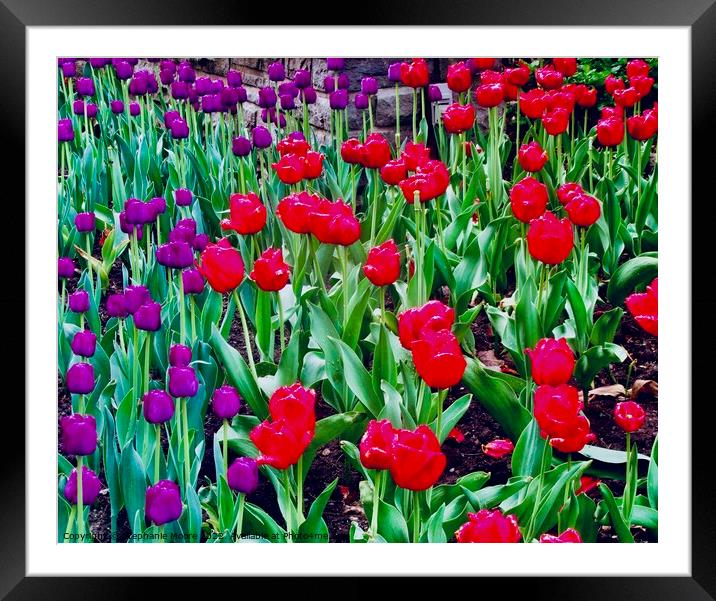 Purple and red tulips Framed Mounted Print by Stephanie Moore