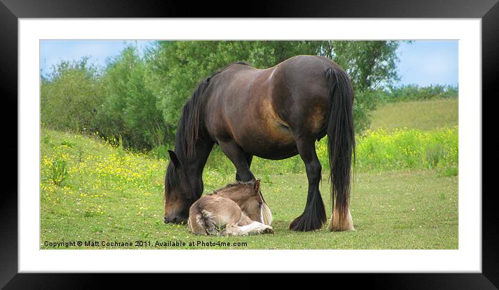 Horse and Foal Framed Mounted Print by Matt Cochrane