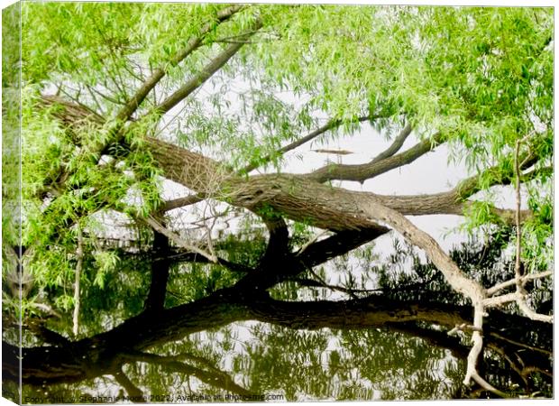 Tree Reflections Canvas Print by Stephanie Moore