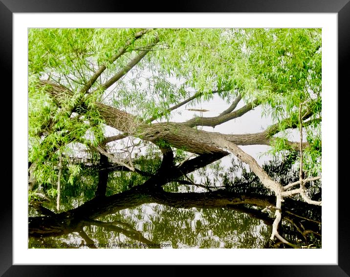 Tree Reflections Framed Mounted Print by Stephanie Moore