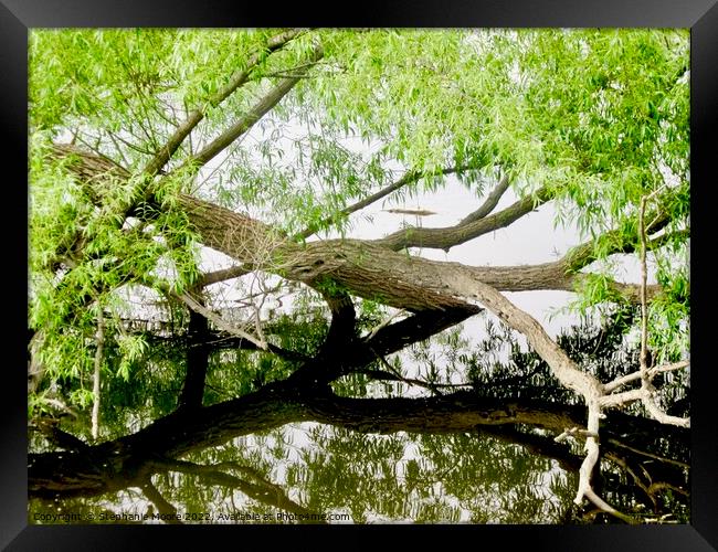 Tree Reflections Framed Print by Stephanie Moore