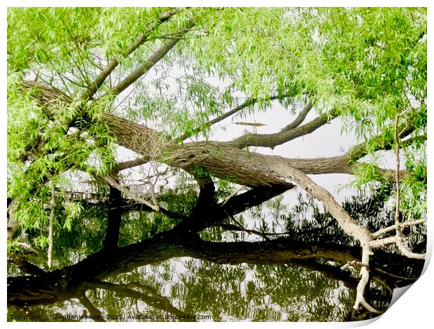 Tree Reflections Print by Stephanie Moore