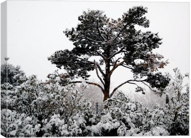Snow in California Canvas Print by Stephanie Moore