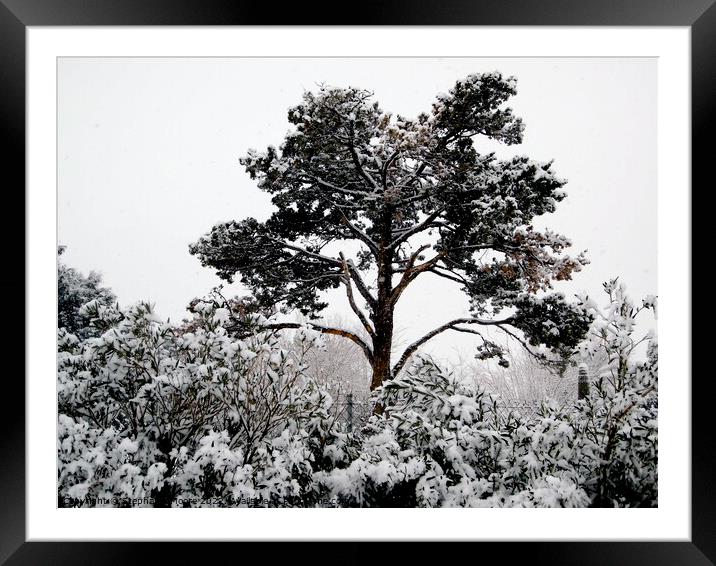 Snow in California Framed Mounted Print by Stephanie Moore