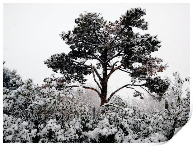 Snow in California Print by Stephanie Moore