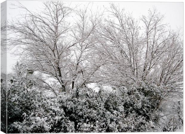 Snow covered trees and bushes Canvas Print by Stephanie Moore