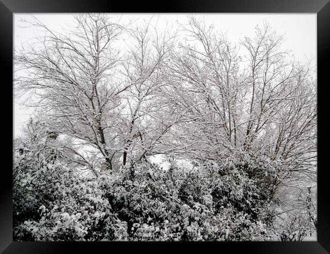 Snow covered trees and bushes Framed Print by Stephanie Moore