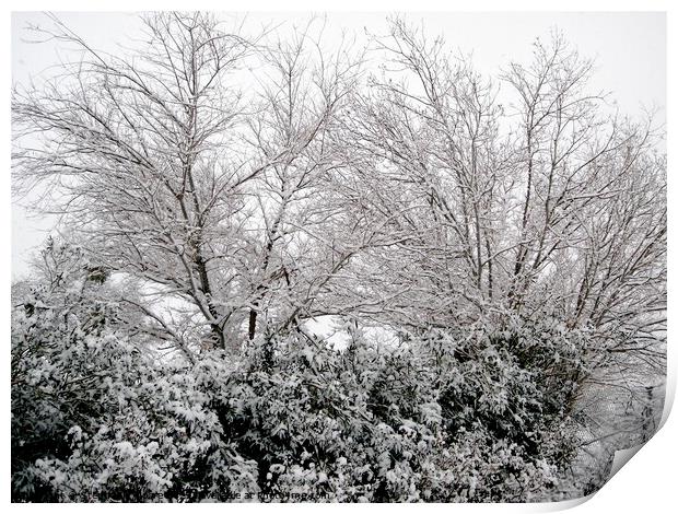 Snow covered trees and bushes Print by Stephanie Moore