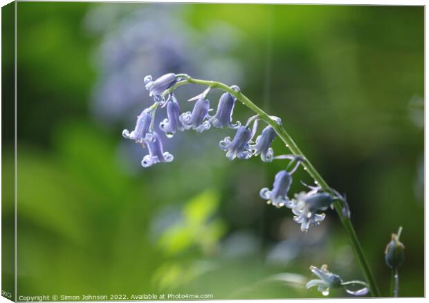 Bluebell flower Canvas Print by Simon Johnson