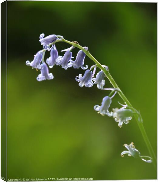 A close up of a  bluebell flower Canvas Print by Simon Johnson