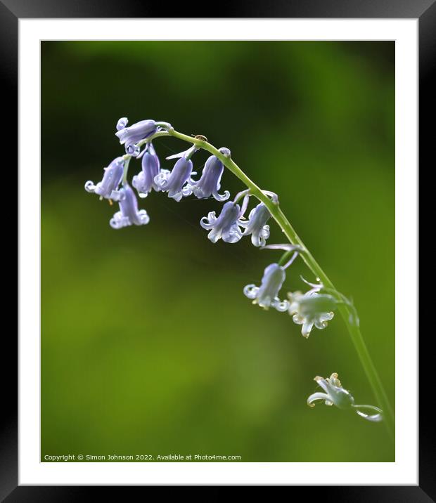 A close up of a  bluebell flower Framed Mounted Print by Simon Johnson