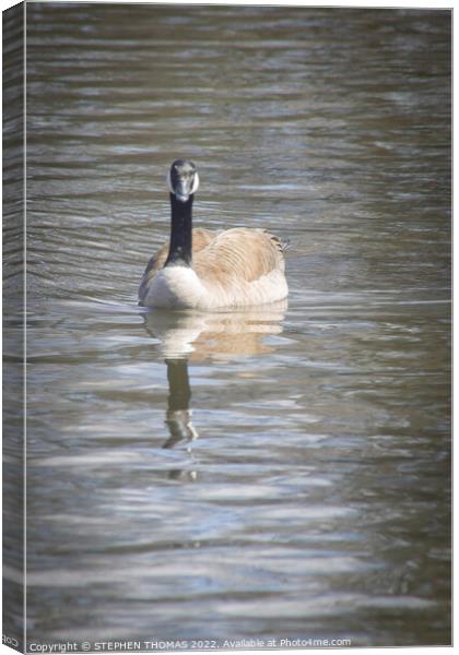Canada Goose - Coming your way! Canvas Print by STEPHEN THOMAS