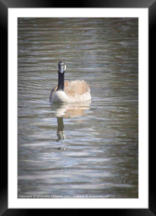 Canada Goose - Coming your way! Framed Mounted Print by STEPHEN THOMAS