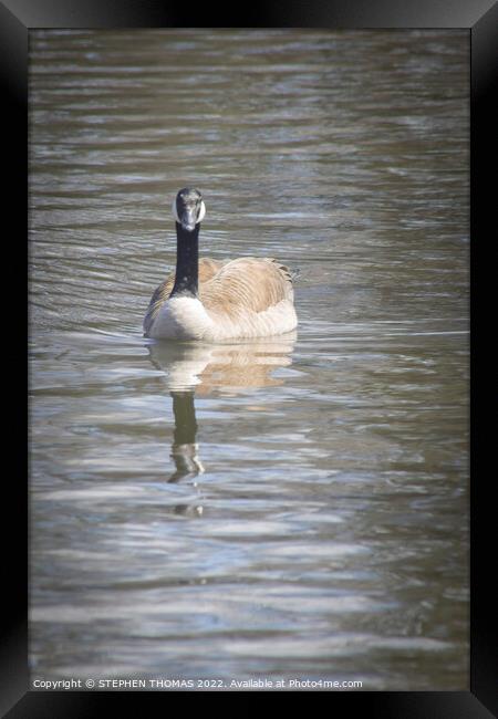 Canada Goose - Coming your way! Framed Print by STEPHEN THOMAS