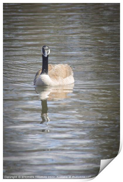 Canada Goose - Coming your way! Print by STEPHEN THOMAS