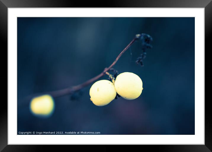 Snowberries in winter closeup Framed Mounted Print by Ingo Menhard