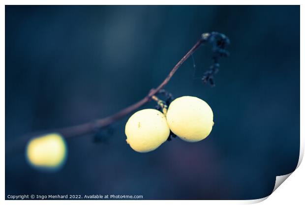 Snowberries in winter closeup Print by Ingo Menhard