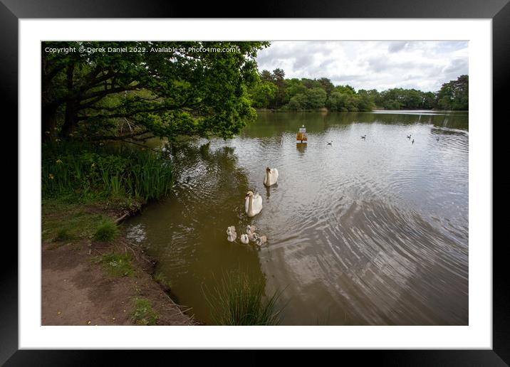 Swans and Signets Framed Mounted Print by Derek Daniel