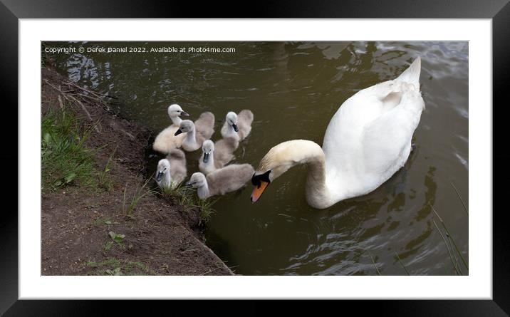 Majestic Swan Family Framed Mounted Print by Derek Daniel