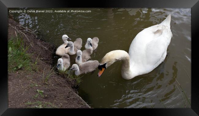 Majestic Swan Family Framed Print by Derek Daniel