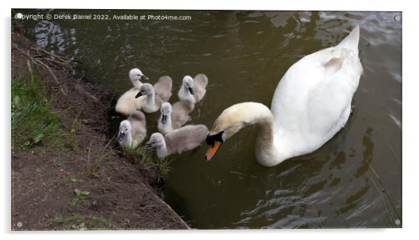 Majestic Swan Family Acrylic by Derek Daniel