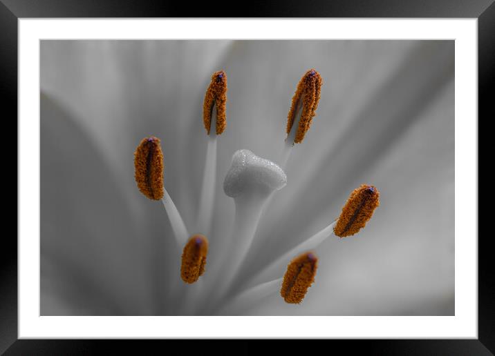 Lily lilium Framed Mounted Print by chris smith