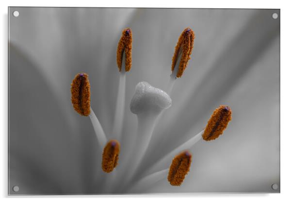 Lily lilium Acrylic by chris smith