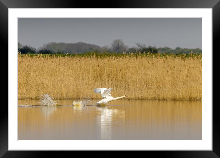 Mute swan (Cygnus olor) Framed Mounted Print by chris smith