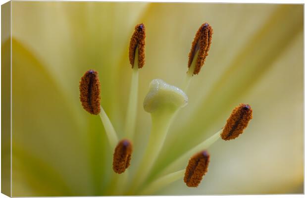Yellow lily Canvas Print by chris smith