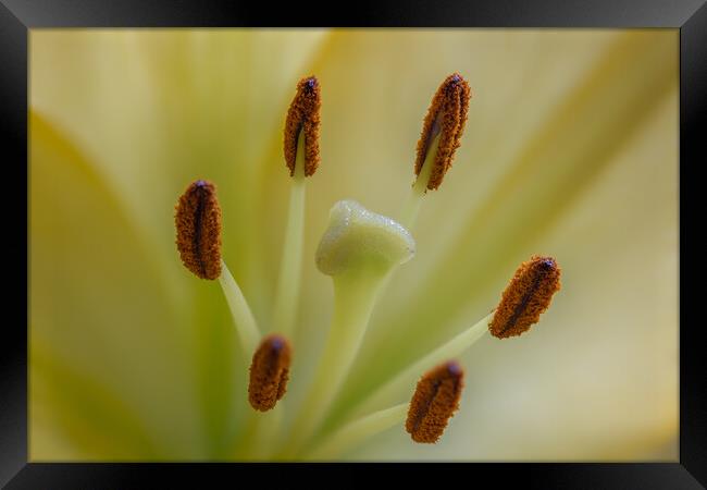 Yellow lily Framed Print by chris smith