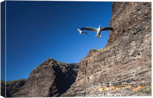 Seagull at Los Gigantes Cliffs in Tenerife Canvas Print by Artur Bogacki