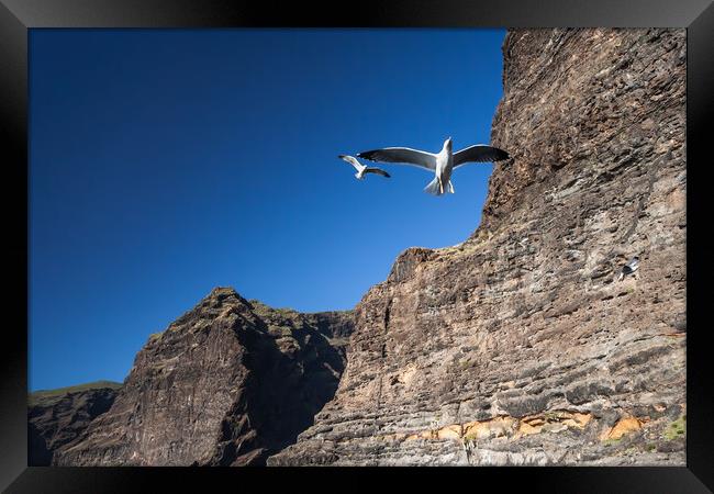 Seagull at Los Gigantes Cliffs in Tenerife Framed Print by Artur Bogacki