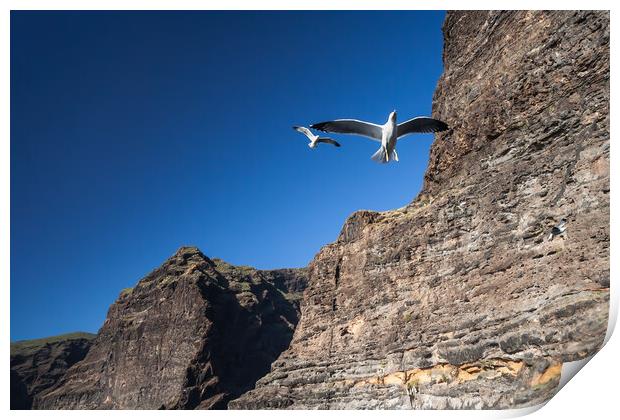 Seagull at Los Gigantes Cliffs in Tenerife Print by Artur Bogacki