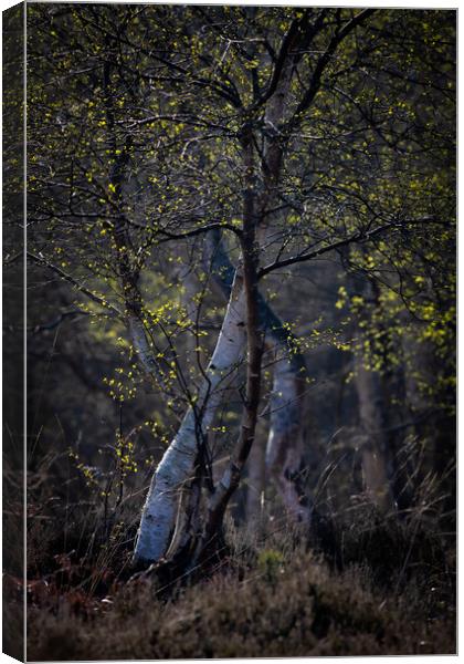 Woodland Canvas Print by chris smith