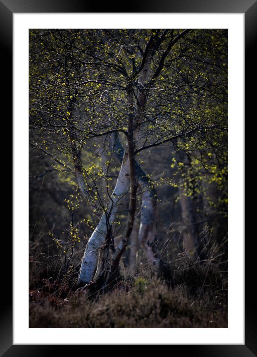 Woodland Framed Mounted Print by chris smith