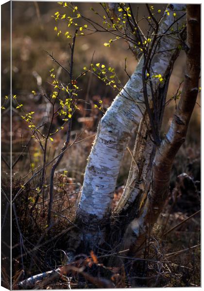 Woodland Canvas Print by chris smith