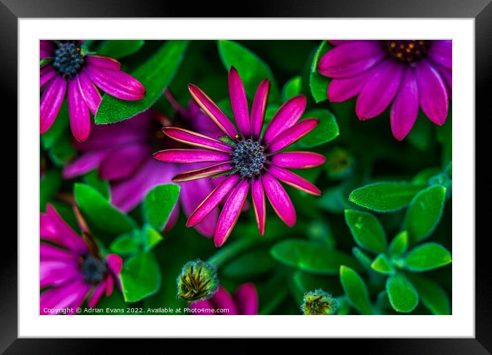 Marguerite Daisy Framed Mounted Print by Adrian Evans