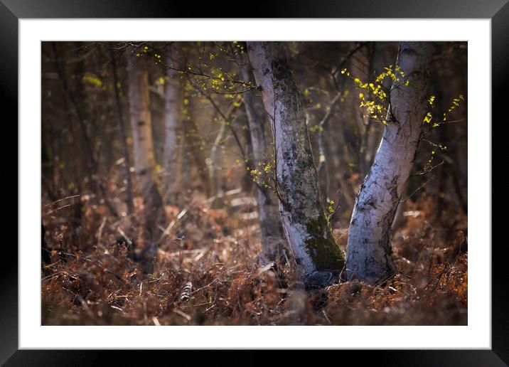 Woodland Framed Mounted Print by chris smith