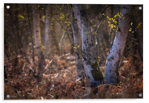Woodland Acrylic by chris smith