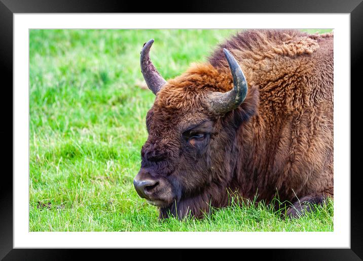 European Bison Portrait Framed Mounted Print by Artur Bogacki