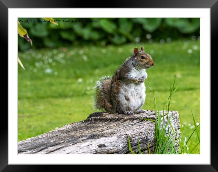 Grey Squirrel Framed Mounted Print by Angela Aird