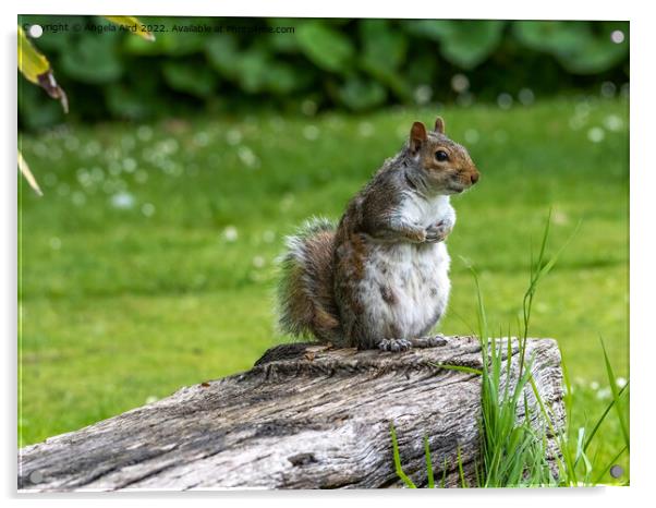 Grey Squirrel Acrylic by Angela Aird