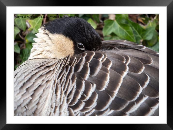 Nene Goose. Framed Mounted Print by Angela Aird
