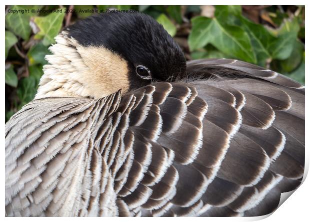 Nene Goose. Print by Angela Aird