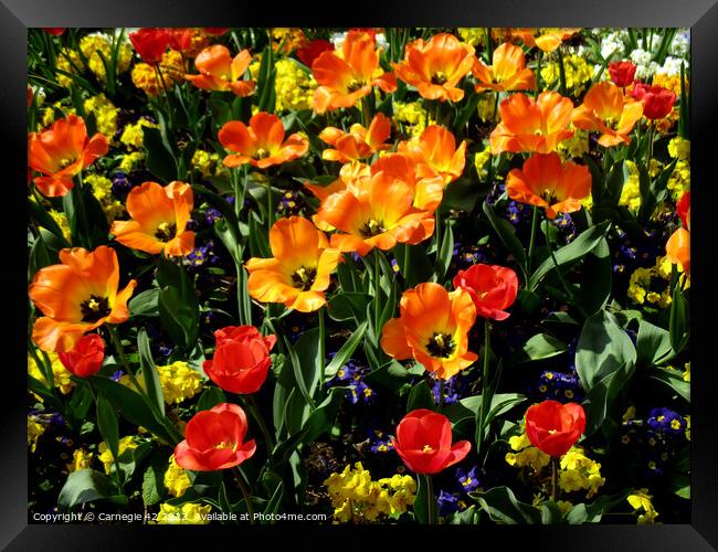 Vibrant Floral Symphony Framed Print by Carnegie 42