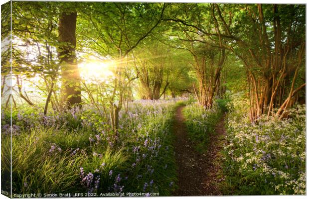 Split path through bluebell woods with sunrise Canvas Print by Simon Bratt LRPS